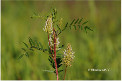 Wild Licorice