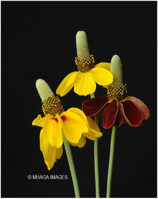 Prairie and Brown Coneflowers