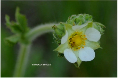 White Cinquefoil