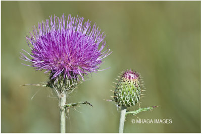 Wavy-leaved Thistle
