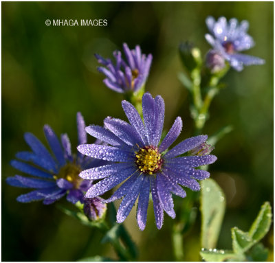Smooth  Aster