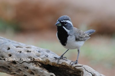 Black-throated Sparrow, Arizona