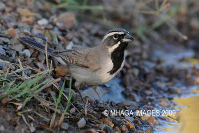 Black-throated Sparrow, Arizona
