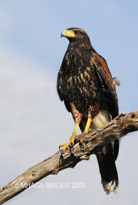 Harris's Hawk, juvenile, Arizona