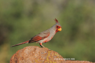 Pyrrhuloxia, Arizona