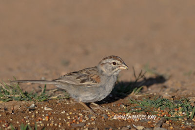 Rufous-winged Sparrow, Arizona