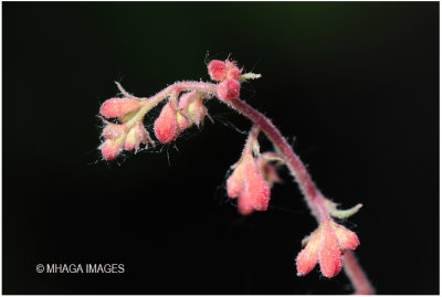 Coral Bells