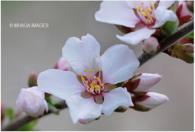 Nanking Cherry Blossom