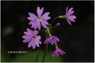 Primula