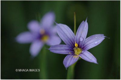 Blue-eyed Grass