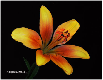 Asiatic Lily