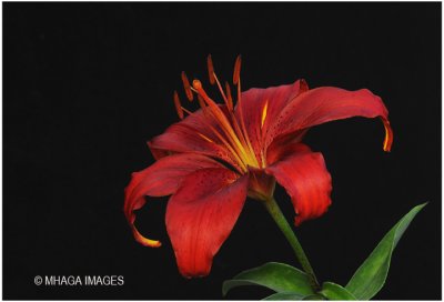 Asiatic Lily