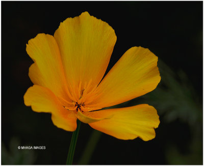 California Poppy