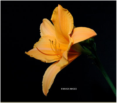 Daylily