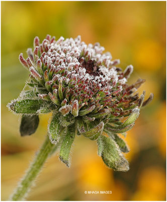 Frosted Rudbeckia