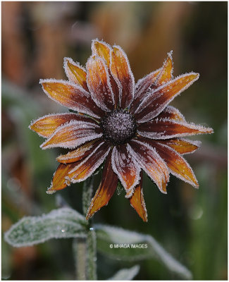 Frosted Rudbeckia