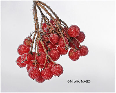 Winter Berries