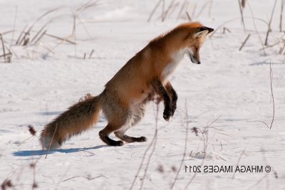 Red Fox