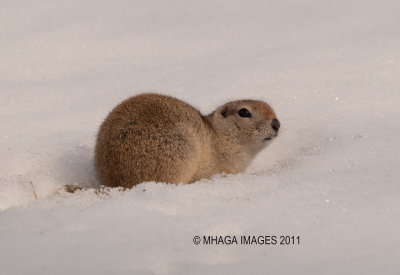 Richardson's Ground Squirrel