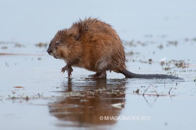 Muskrat, Pike Lake Provincial Park