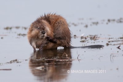 Muskrat, Pike Lake Provincial Park