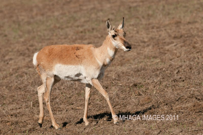 Pronghorn, calf