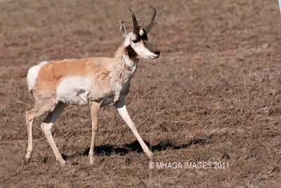 Pronghorn, male