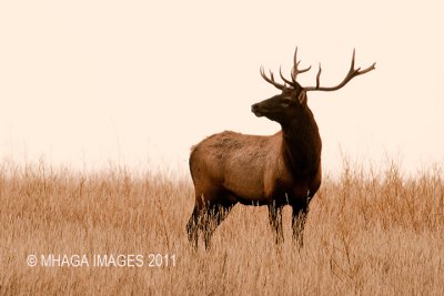 Elk near Elbow