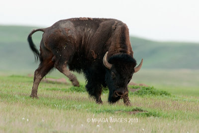 Bison in Grasslands Park
