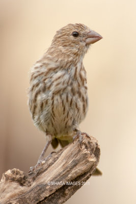 House Finch, female