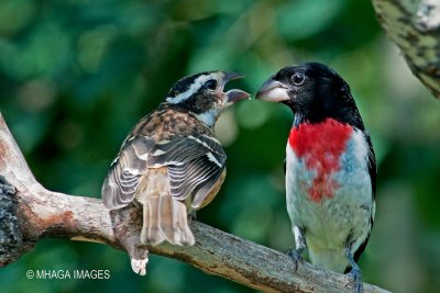 Rose-breasted Grosbeak, male with young