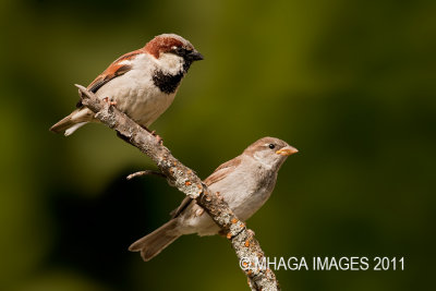 House Sparrow, pair