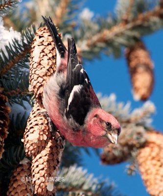 White-winged Crossbill, male