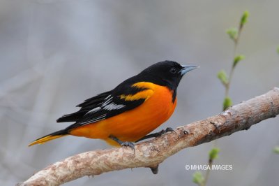 Orioles