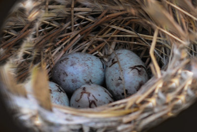 Red-winged Blackbird nest