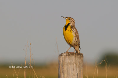 Western Meadowlark