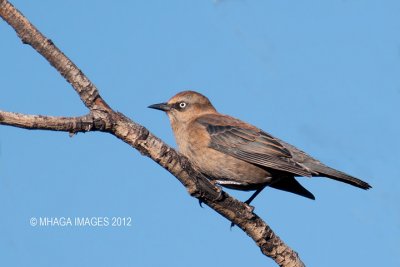 Rusty Blackbird, female