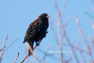 Rusty Blackbird, male