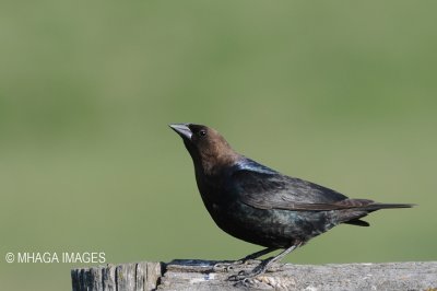 Brown-headed Cowbird, male