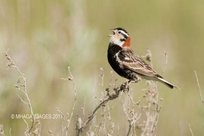 Chestnut-collared Longspur