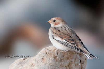Snow Bunting