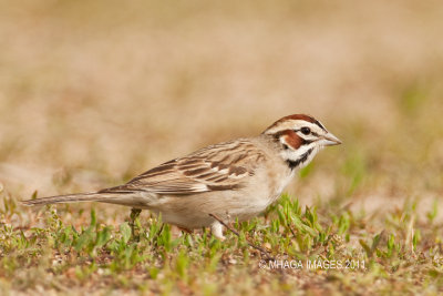 Lark Sparrow