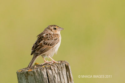 Grasshopper Sparrow