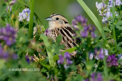 Le Conte's Sparrow