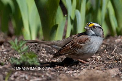 White-throated Sparrow, spring