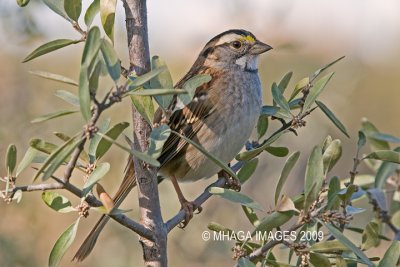White-throated Sparrow, fall