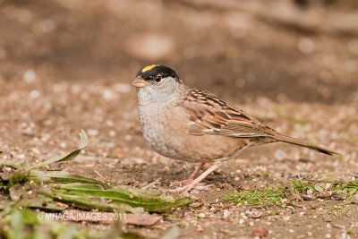 Golden-crowned Sparrow