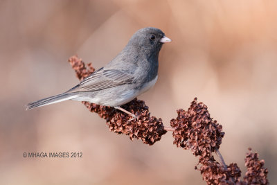 Dark-eyed Junco