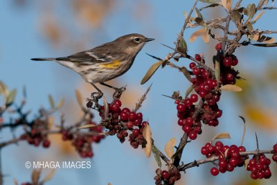 Yellow-rumped Warbler, fall, Myrtle sub-species