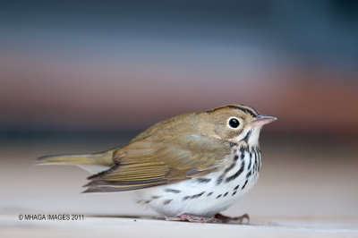 Ovenbird, fall